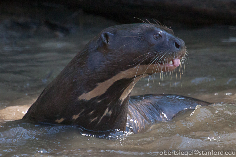 giant river otter